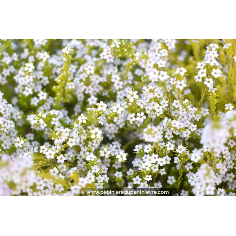DIOSMA hirsuta 'Sunset Gold'