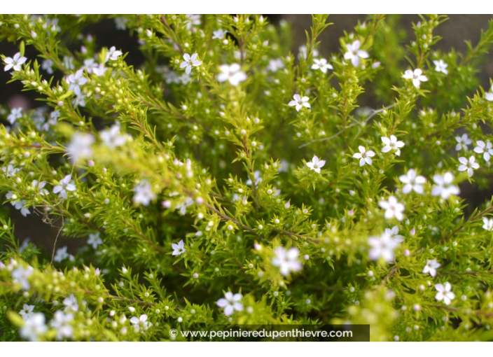 DIOSMA hirsuta 'Sunset Gold'