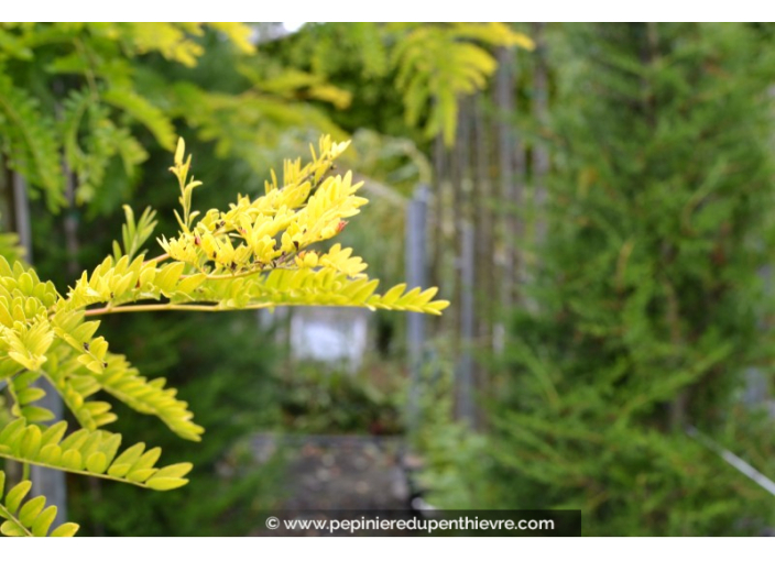 GLEDITSIA triacanthos 'Sunburst'