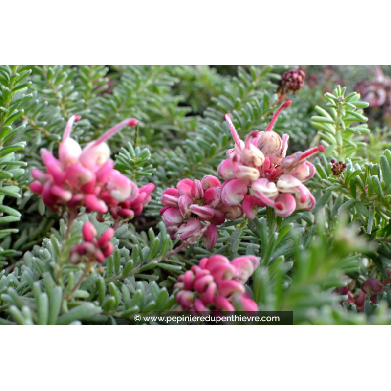 GREVILLEA lanigera 'Mount Tamboritha'