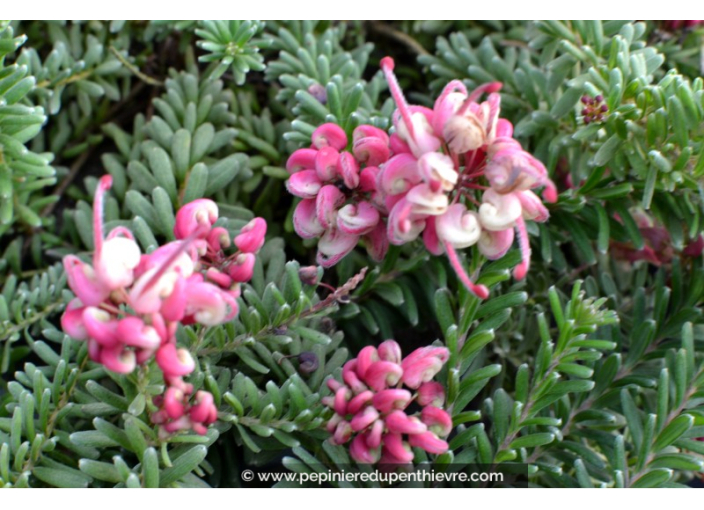 GREVILLEA lanigera 'Mount Tamboritha' GREVILLEA lanigera 'Mount Tamboritha'
