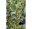 GRISELINIA littoralis 'Variegata'