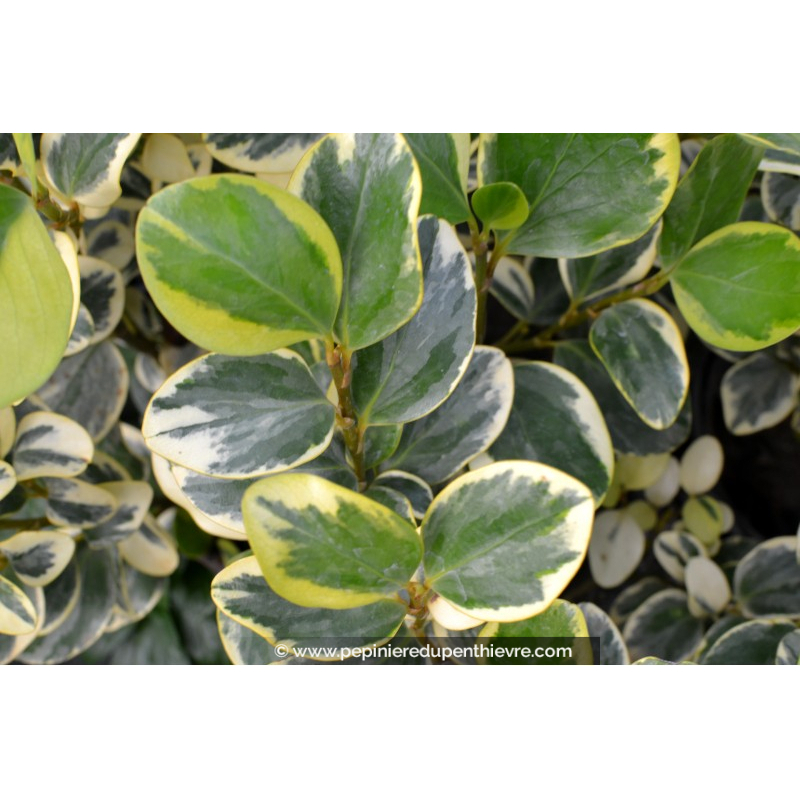GRISELINIA littoralis 'Variegata', griséline panachée Pépinière du — free download