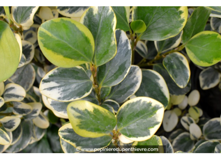 GRISELINIA littoralis 'Variegata'