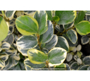 GRISELINIA littoralis 'Variegata'