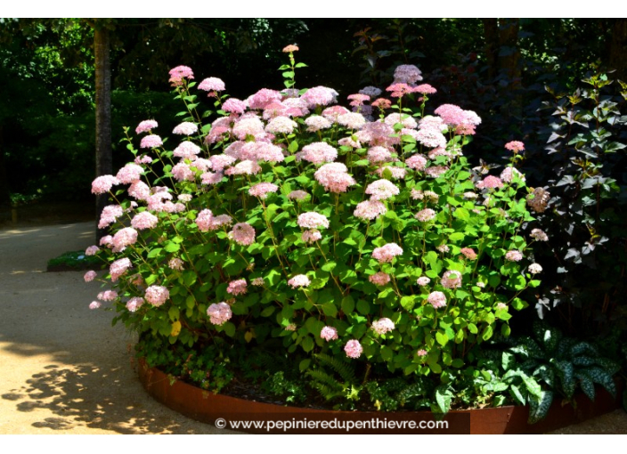 HYDRANGEA arborescens 'Pink Annabelle'