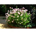 HYDRANGEA arborescens 'Pink Annabelle'