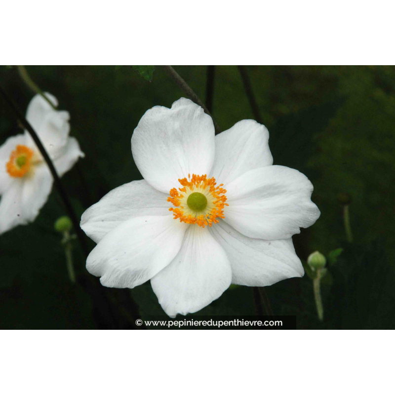 ANEMONE hybride 'Honorine Jobert'