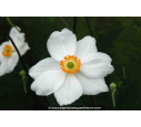 ANEMONE hybride 'Honorine Jobert' ANEMONE hybride 'Honorine Jobert'
