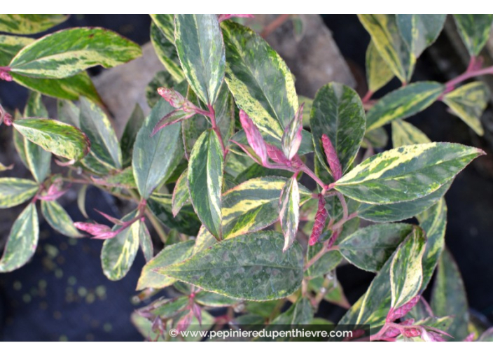 LEUCOTHOE fontanesiana 'Rainbow'