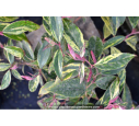 LEUCOTHOE fontanesiana 'Rainbow'