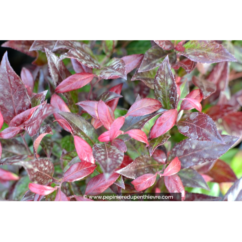 LEUCOTHOE scarletta 'Zeblid'