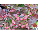 LEUCOTHOE scarletta 'Zeblid'