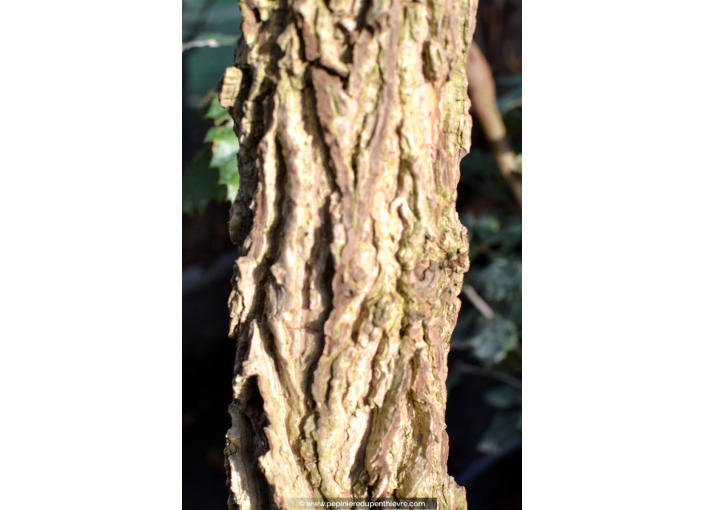 LIQUIDAMBAR styraciflua