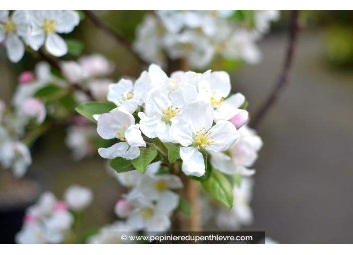 MALUS perpetu® 'Evereste' MALUS perpetu® 'Evereste'