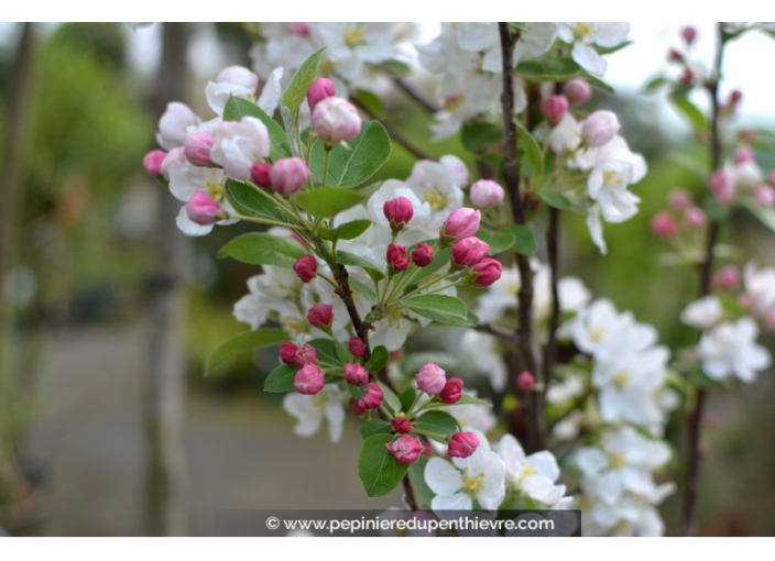 MALUS perpetu® 'Evereste' MALUS perpetu® 'Evereste'