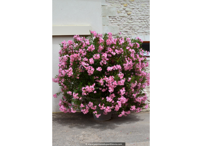 NERIUM oleander 'Rose'