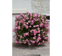 NERIUM oleander 'Rose'