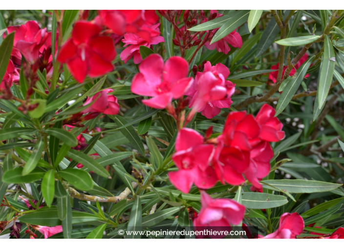 NERIUM oleander 'Rouge'