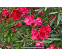 NERIUM oleander 'Rouge'