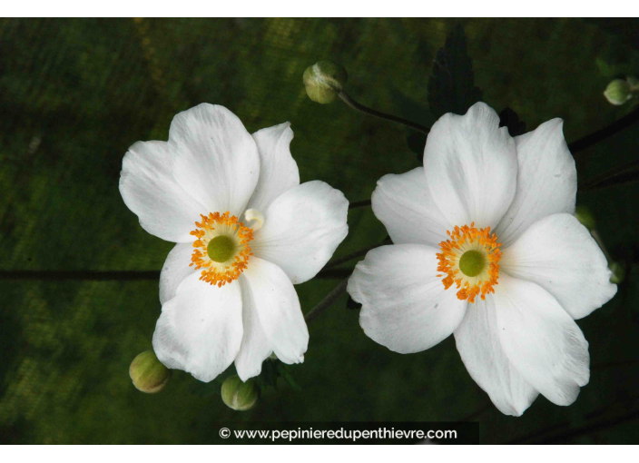 ANEMONE hybride 'Honorine Jobert' ANEMONE hybride 'Honorine Jobert'