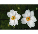 ANEMONE hybride 'Honorine Jobert' ANEMONE hybride 'Honorine Jobert'