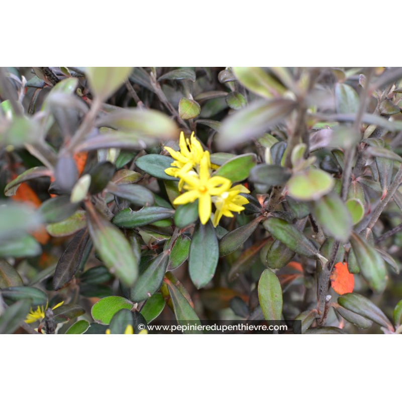 COROKIA virgata 'Frosted Chocolate'