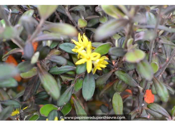 COROKIA virgata 'Frosted Chocolate'