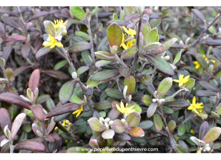 COROKIA virgata 'Frosted Chocolate'