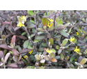COROKIA virgata 'Frosted Chocolate'