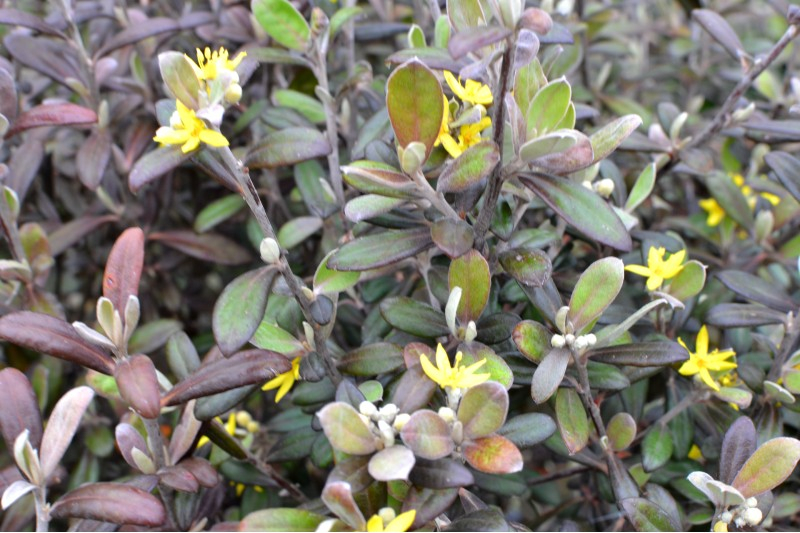 COROKIA virgata 'Frosted Chocolate', parfumé Pépinière du Penthièvre