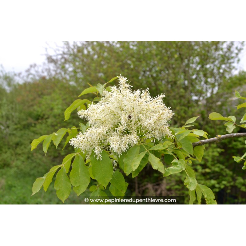 FRAXINUS ornus