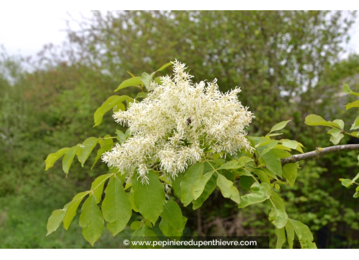 FRAXINUS ornus