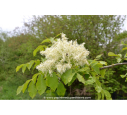 FRAXINUS ornus