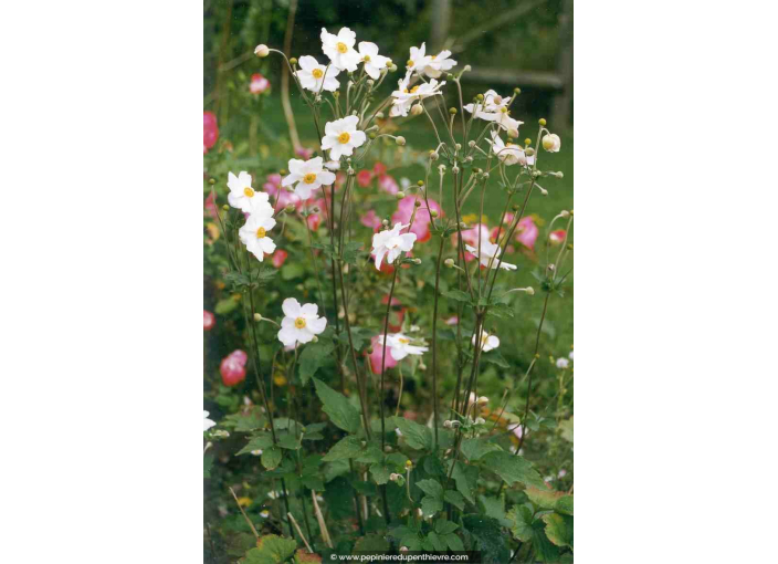 ANEMONE hybride 'Honorine Jobert' ANEMONE hybride 'Honorine Jobert'