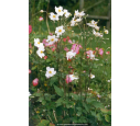 ANEMONE hybride 'Honorine Jobert' ANEMONE hybride 'Honorine Jobert'