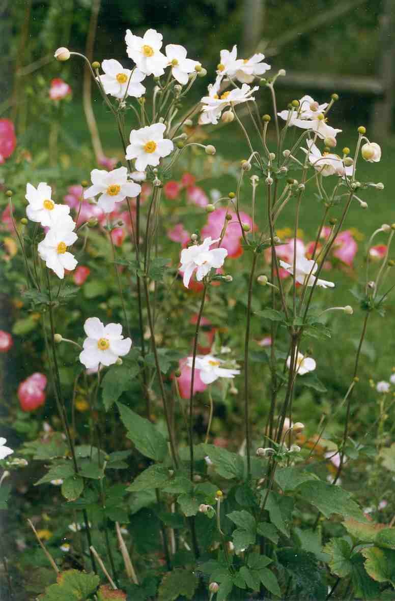 ANEMONE 'Honorine Jobert', touffue, blanc - Pépinière du Penthièvre