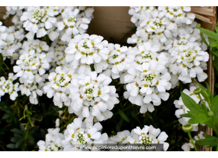 IBERIS sempervirens 'Snowflake' IBERIS sempervirens 'Snowflake'