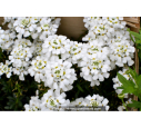 IBERIS sempervirens 'Snowflake' IBERIS sempervirens 'Snowflake'