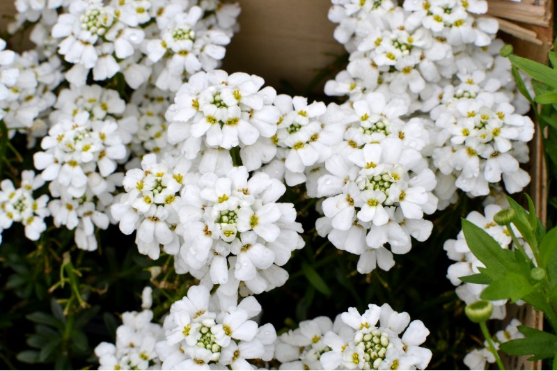 IBERIS sempervirens 'Snowflake', blanc pur - Pépinière du Penthièvre