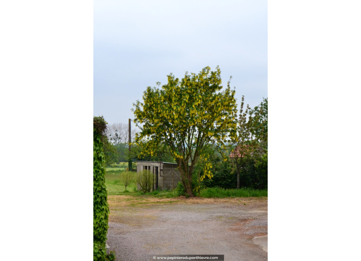 LABURNUM anagyroides LABURNUM anagyroides