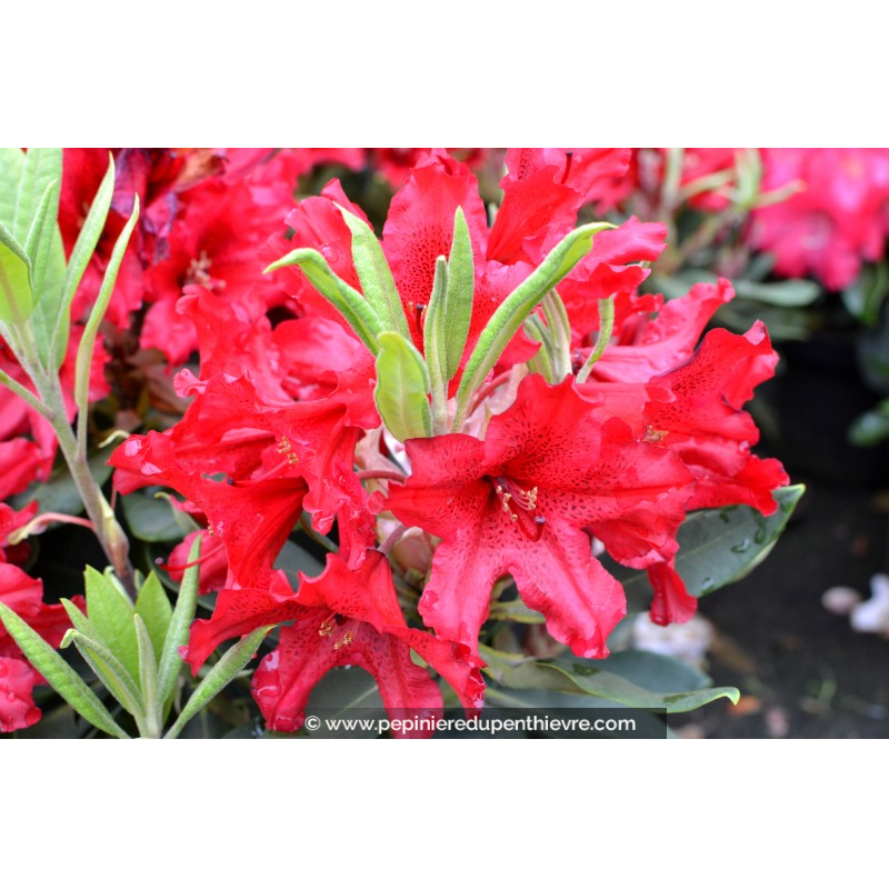 RHODODENDRON x 'Taragona' (rouge)