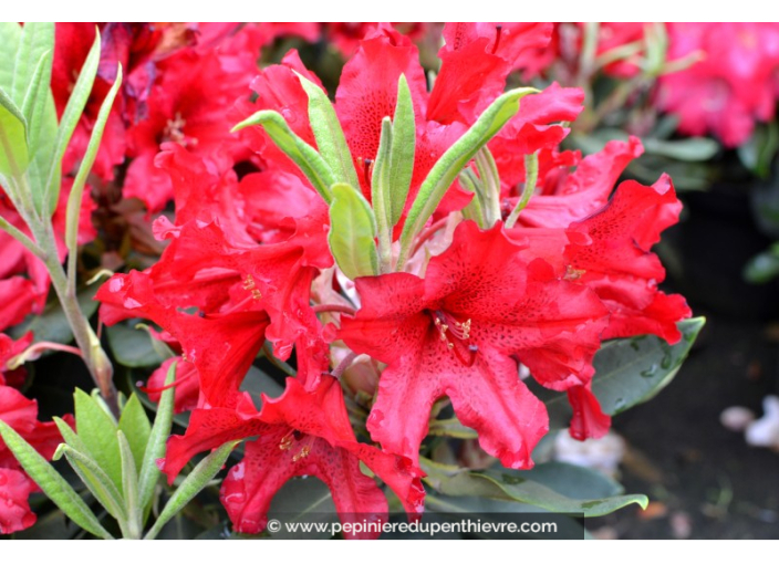 RHODODENDRON x 'Taragona' (rouge)