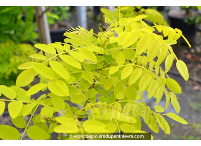 ROBINIA pseudoacacia 'Frisia'