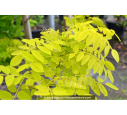 ROBINIA pseudoacacia 'Frisia'