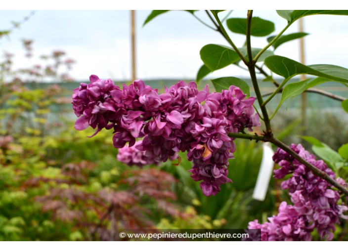 SYRINGA vulgaris 'Charles Joly'