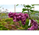 SYRINGA vulgaris 'Charles Joly'
