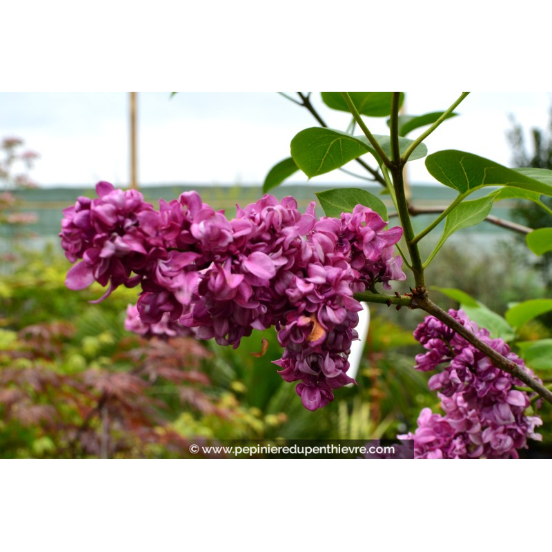 SYRINGA vulgaris 'Charles Joly'