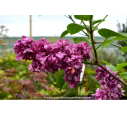 SYRINGA vulgaris 'Charles Joly'