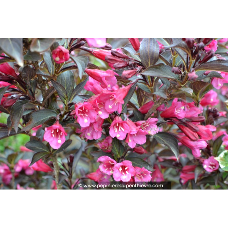 WEIGELA florida 'Alexandra'